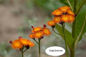 Orange hawkweed